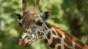 a strange necked giraffe in south africa defies scientists’ understanding