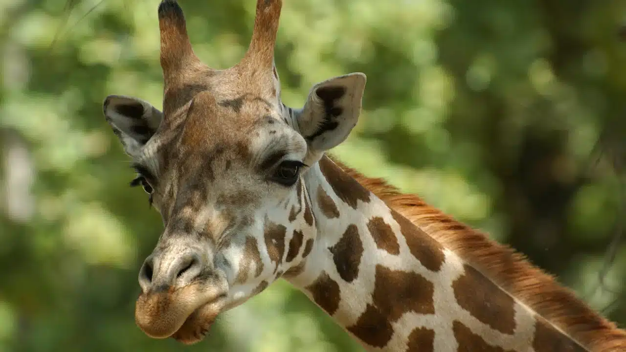 a strange necked giraffe in south africa defies scientists’ understanding