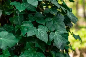 according to this urban planning expert, this unloved plant is actually an excellent insulator
