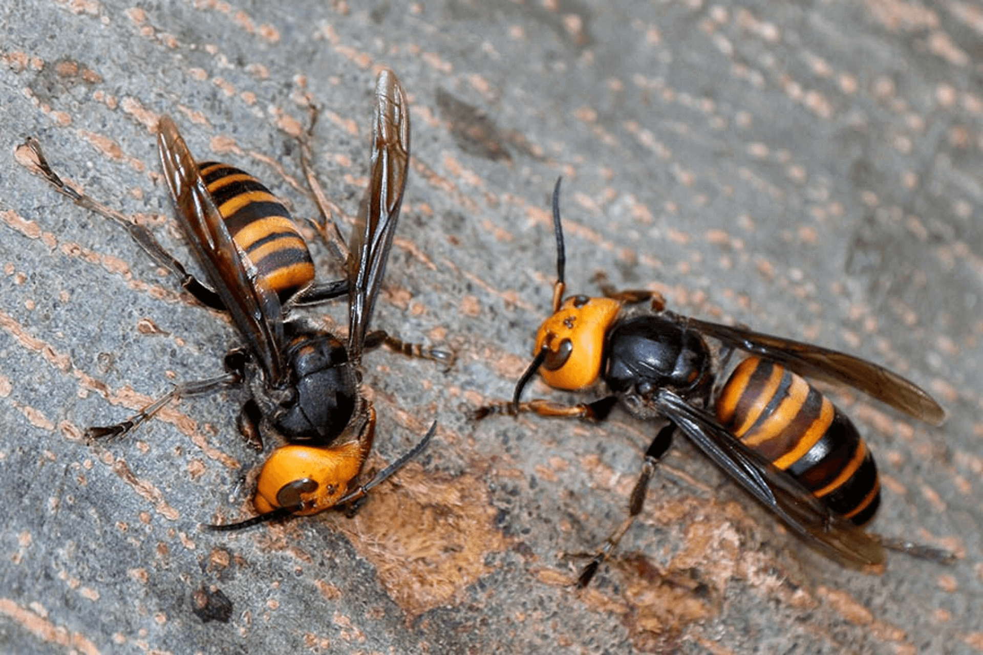 asian hornet this french inventor creates an ultra effective trap that’s easy to make at home