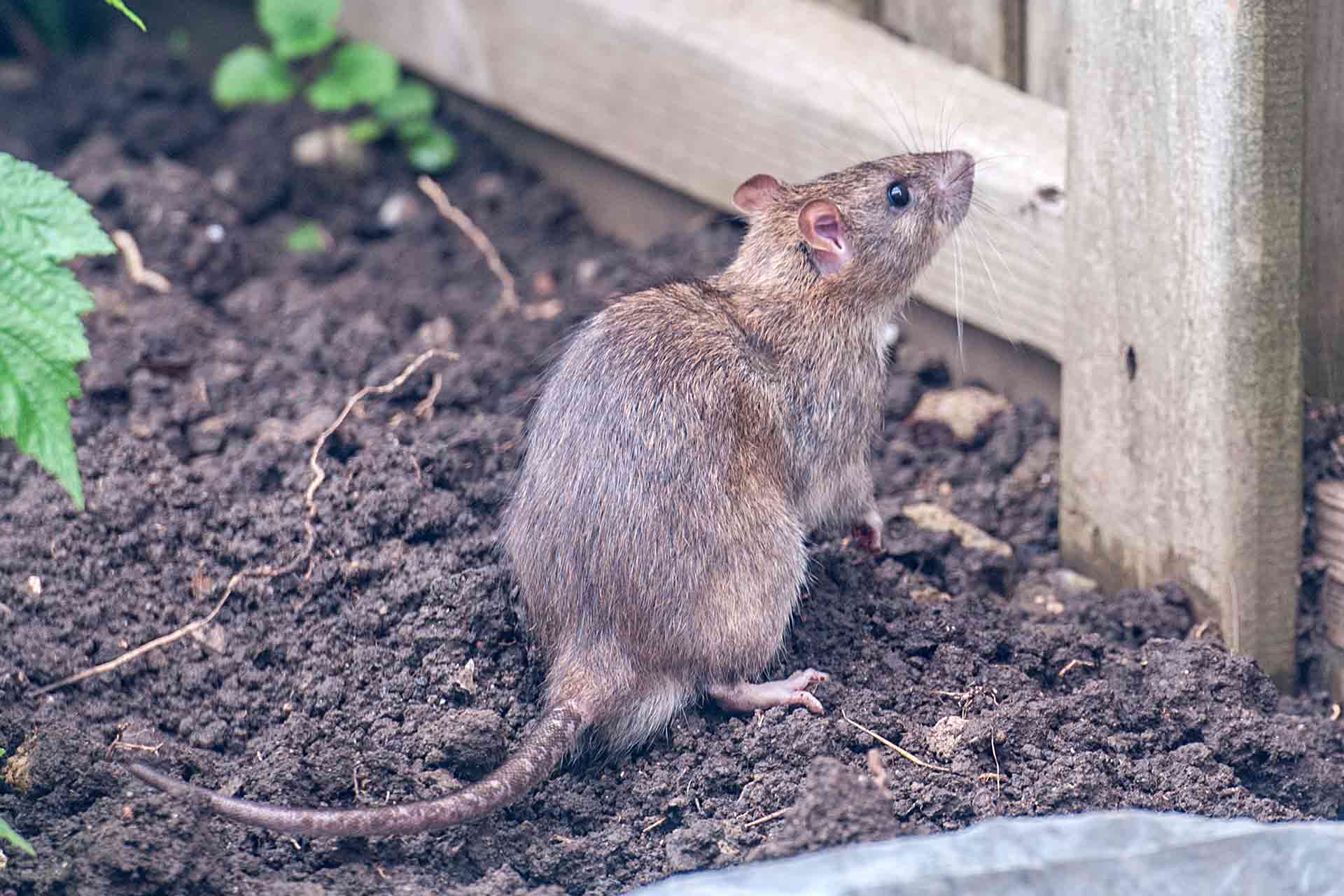 rats in the garden this everyday item is super effective at repelling them (and it smells really, really good)