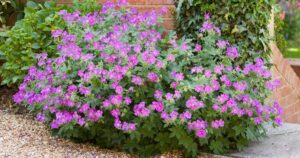 this flower voted “plant of the century” for its beauty should be planted this spring and needs no maintenance