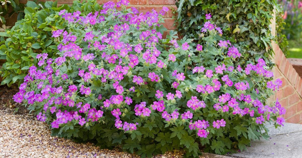 this flower voted “plant of the century” for its beauty should be planted this spring and needs no maintenance