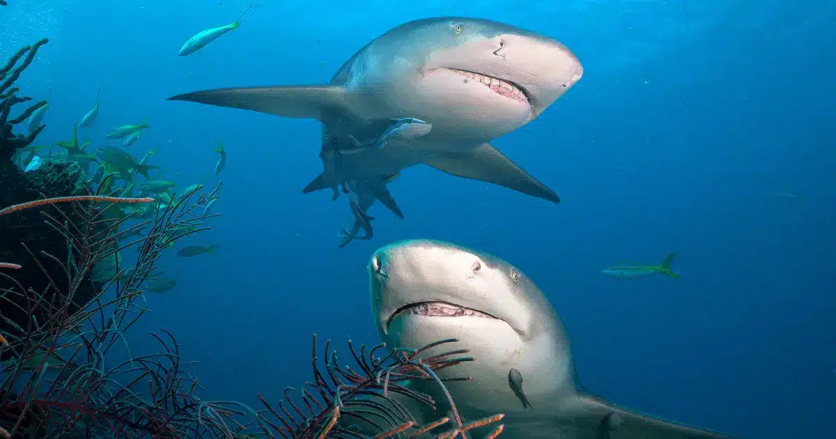 trapped for 325 million years, two giant sharks emerge from the depths of the earth