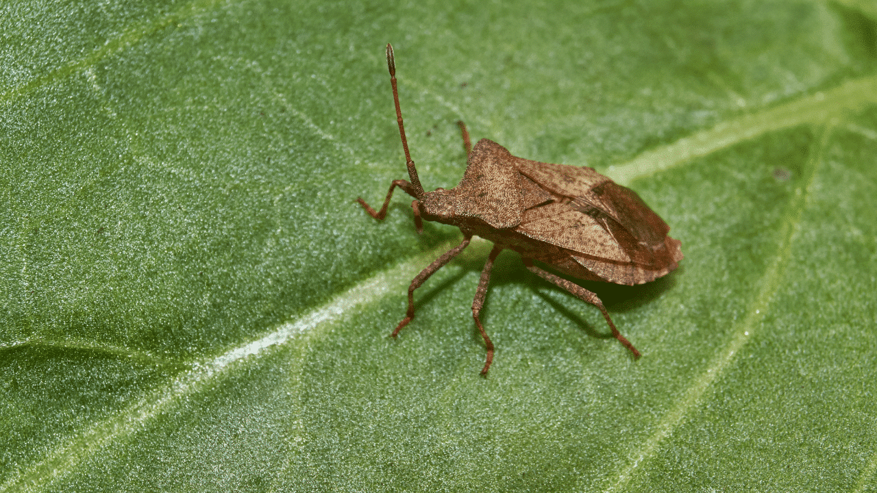 what does a brown stink bug in the house really mean