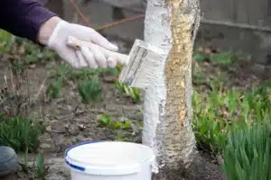 whitewashing trees why should you paint tree trunks white