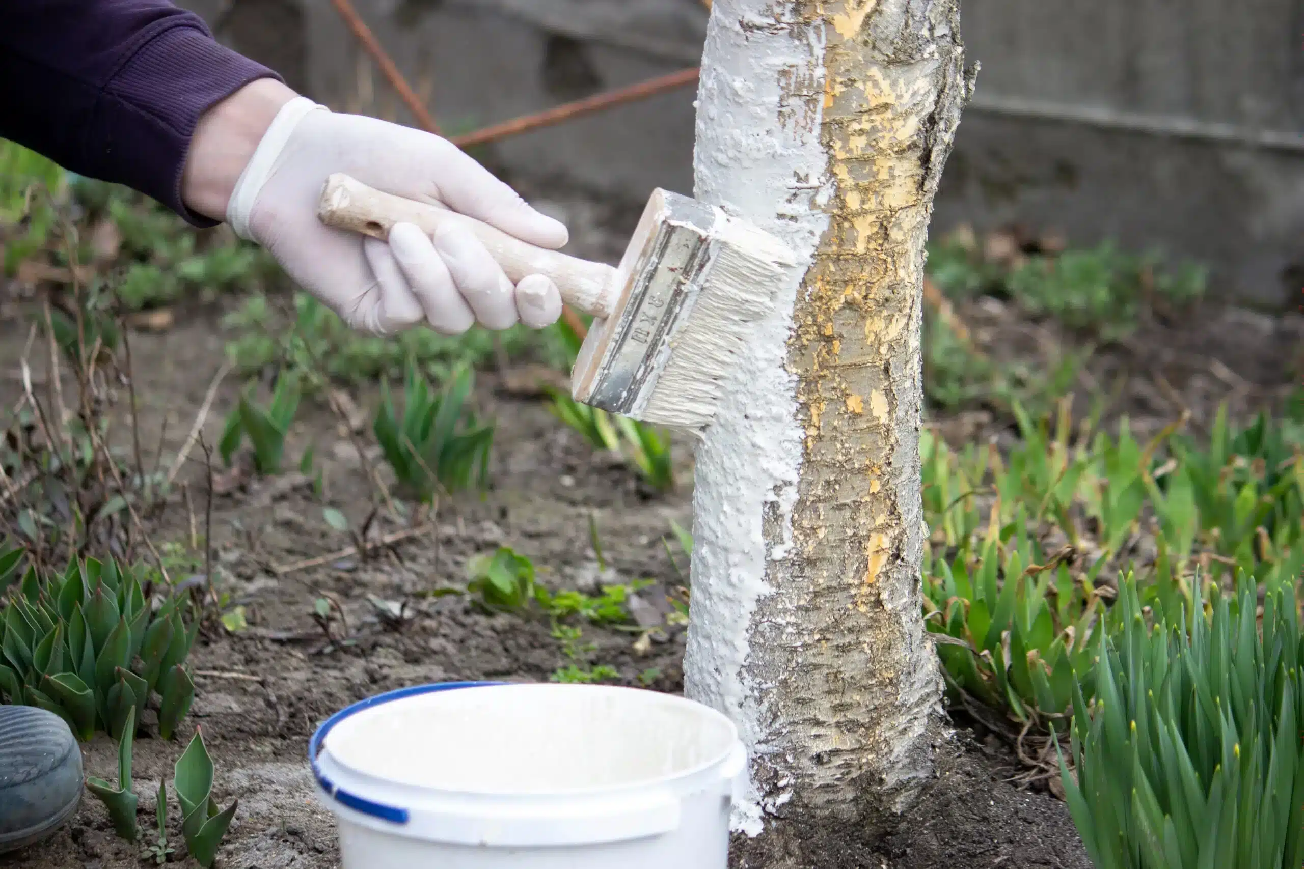 whitewashing trees why should you paint tree trunks white